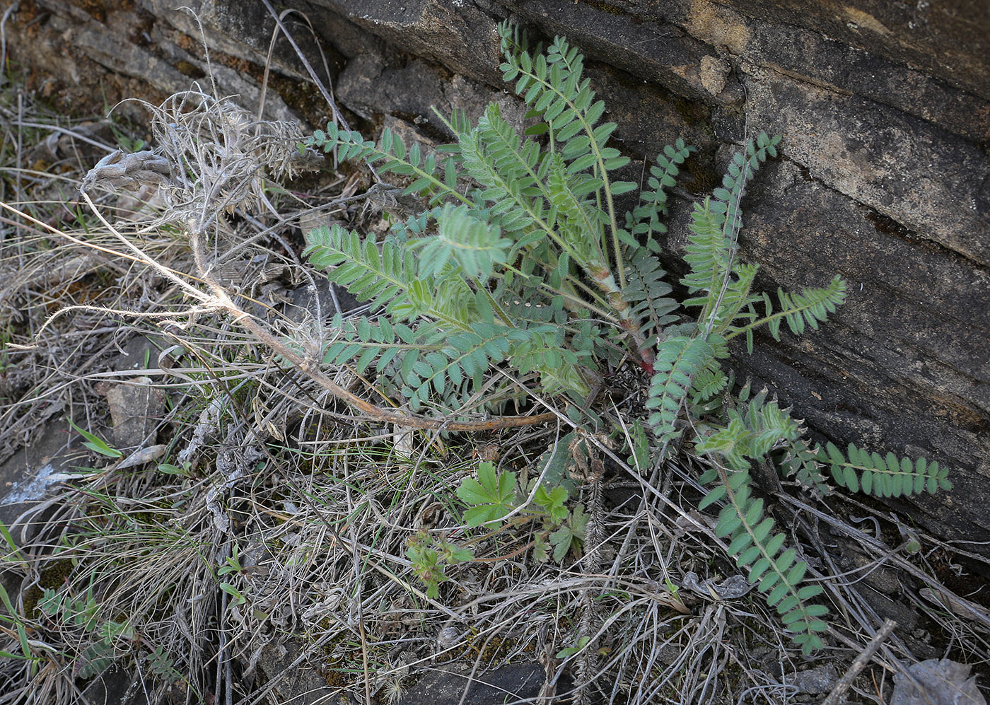 Image of Oxytropis pilosa specimen.