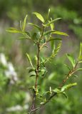 Salix nipponica