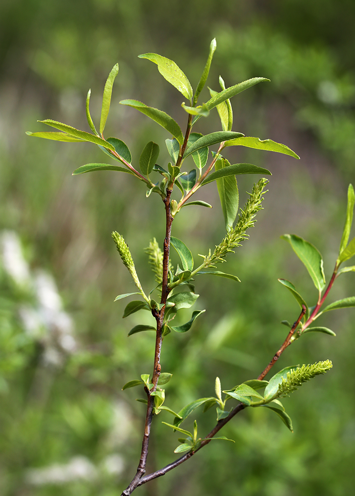 Image of Salix nipponica specimen.