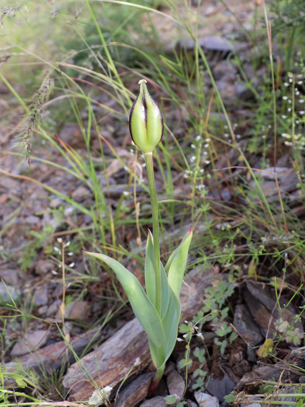 Image of Tulipa affinis specimen.