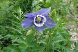 Aquilegia olympica. Верхушки побегов с цветком, бутонами и отдыхающими мухами. Адыгея, Майкопский р-н, дол. руч. Водопадистый, субальпийский луг. 09.06.2024.
