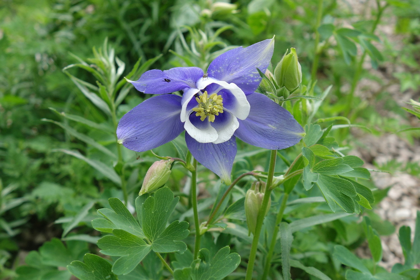 Image of Aquilegia olympica specimen.