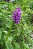Dactylorhiza euxina