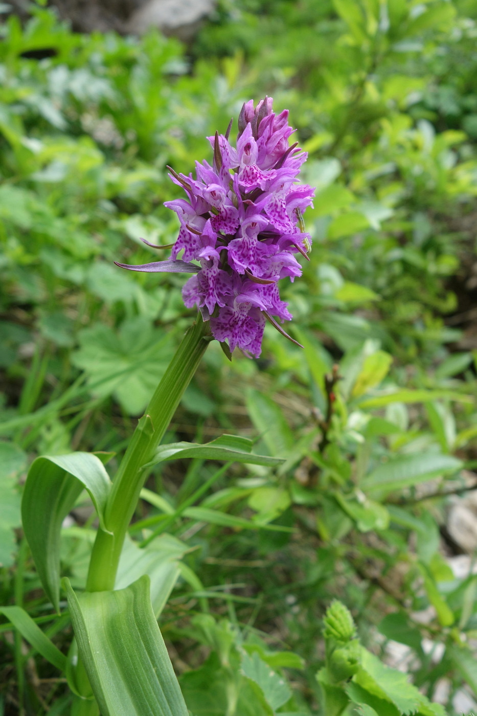 Изображение особи Dactylorhiza euxina.