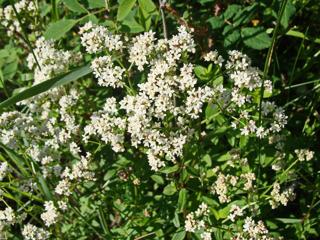 Image of Galium physocarpum specimen.