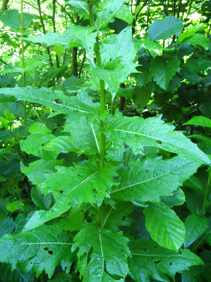 Изображение особи Cirsium sychnosanthum.