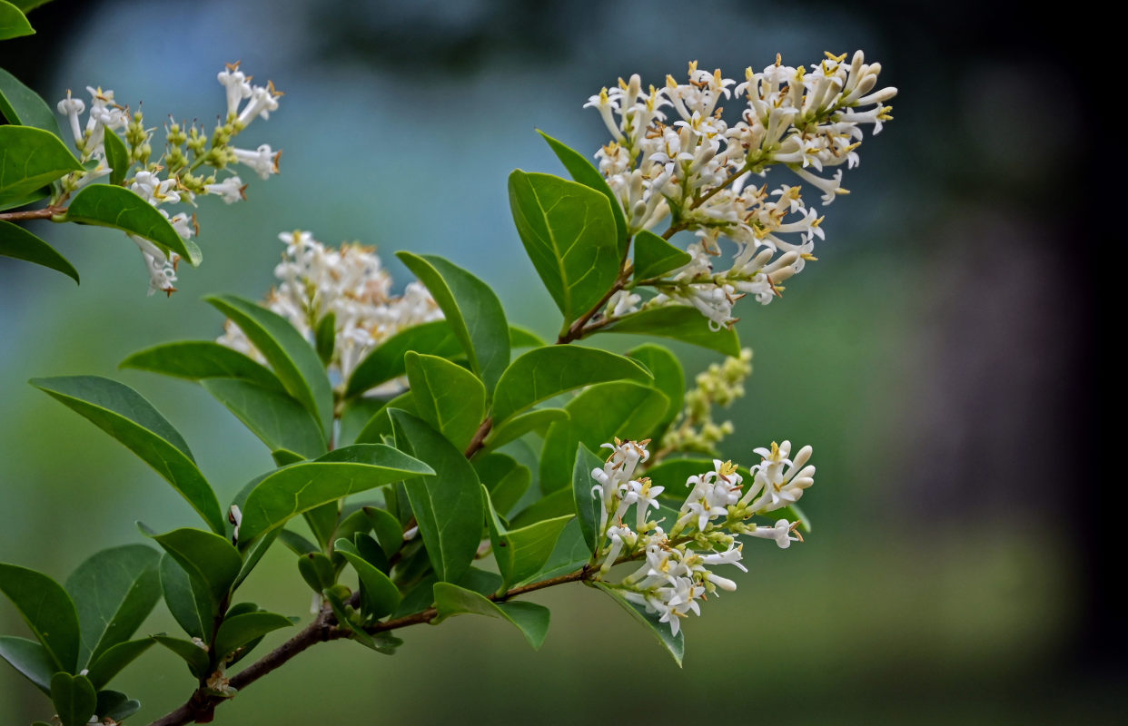 Image of Ligustrum vulgare specimen.
