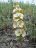 Image of taxon representative. Author is Владимир Колбинцев