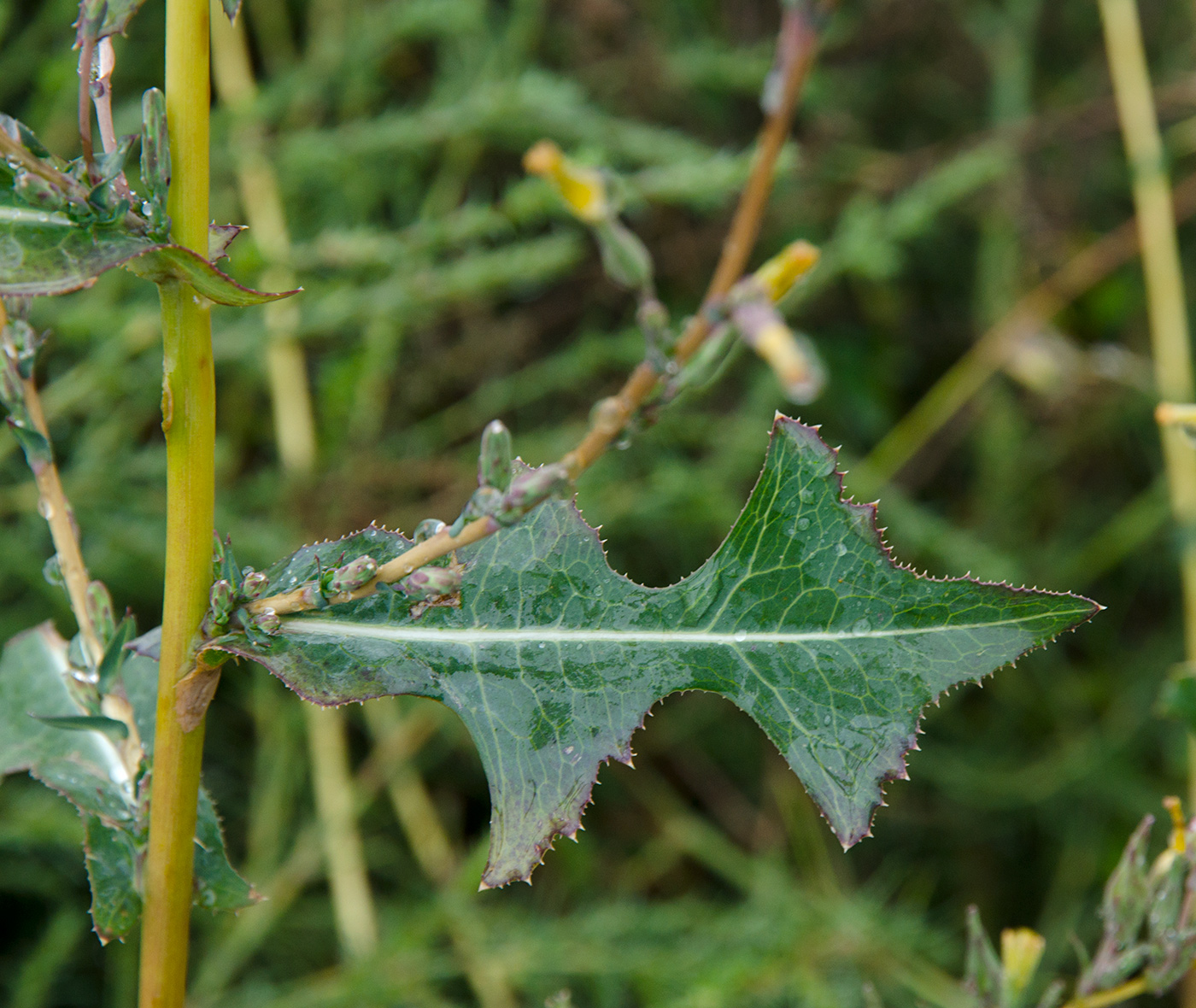 Image of Lactuca serriola specimen.