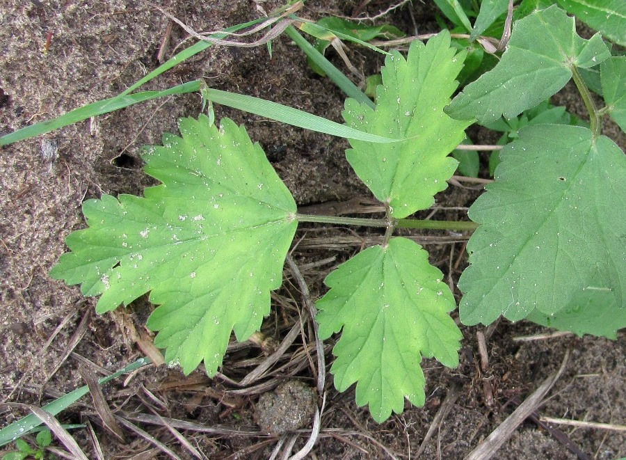 Image of genus Pimpinella specimen.