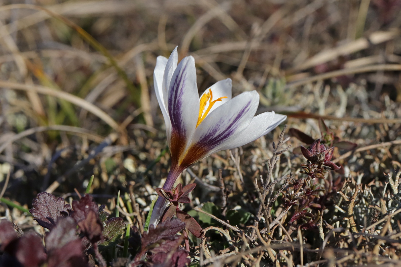 Image of Crocus tauricus specimen.