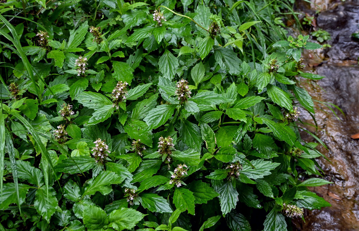 Изображение особи Ajuga decumbens.