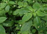 Impatiens parviflora