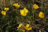 Adonis volgensis