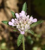 Lomelosia micrantha