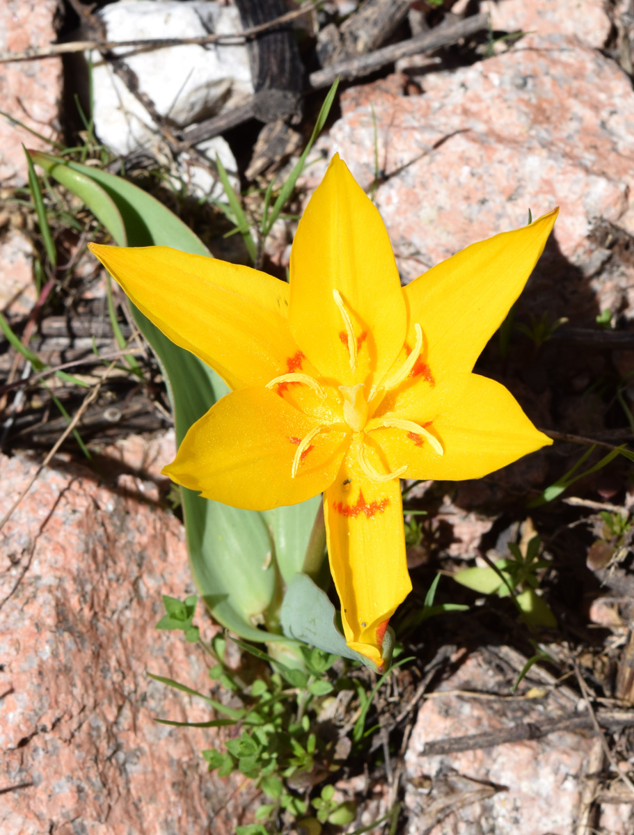Изображение особи Tulipa tschimganica.