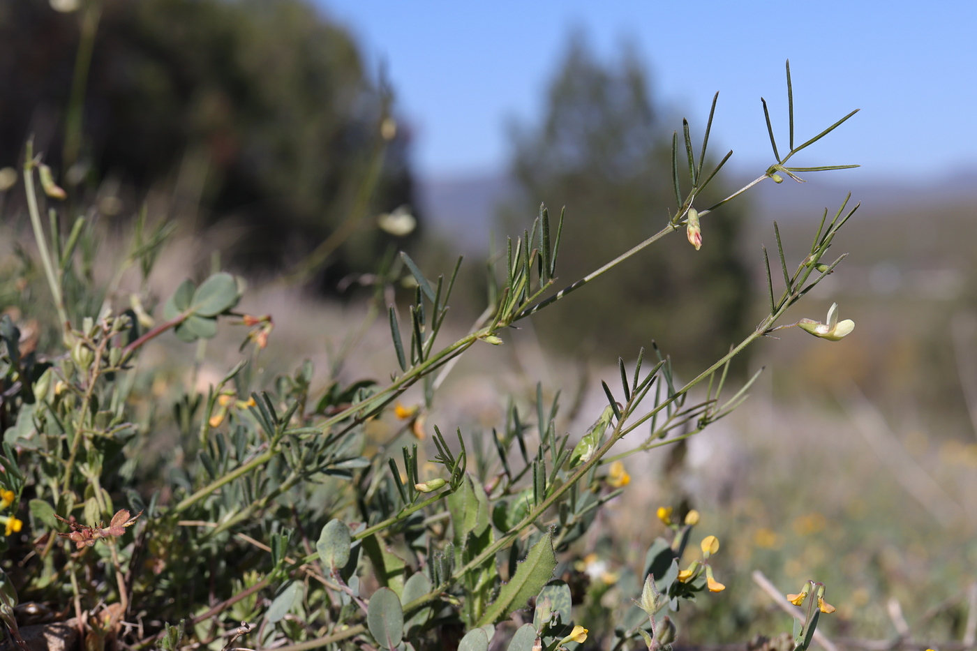 Image of Lathyrus saxatilis specimen.