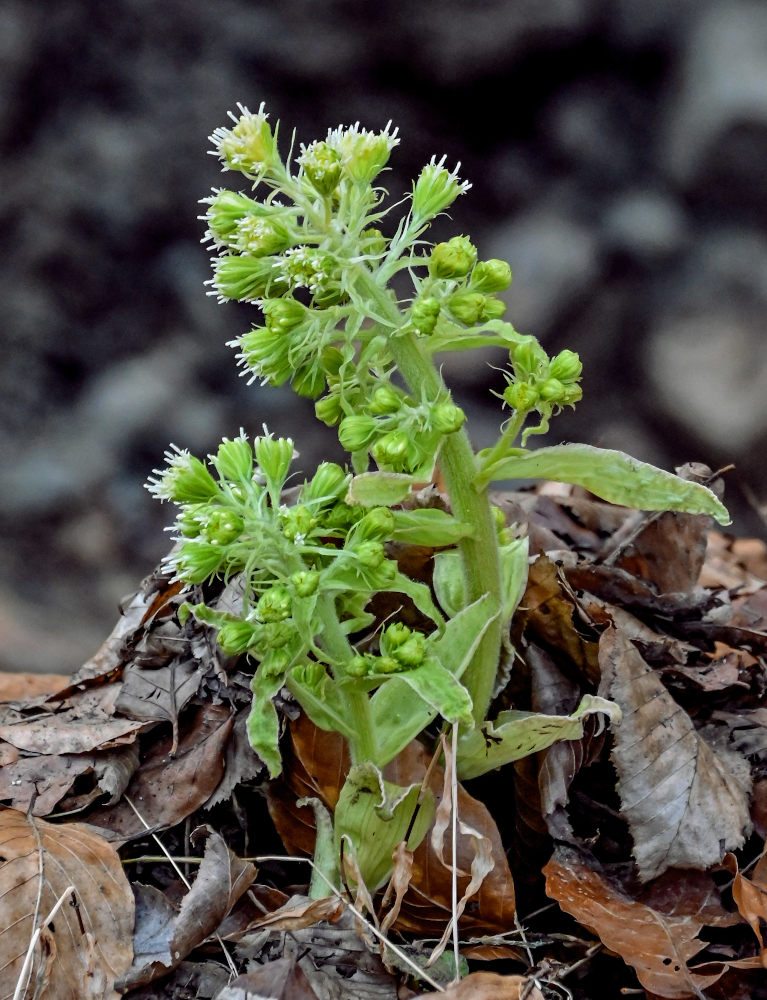 Image of Petasites albus specimen.