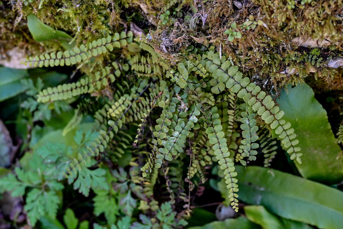 Image of Asplenium trichomanes specimen.