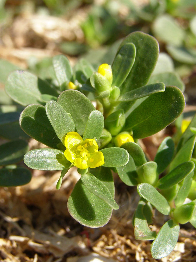 Изображение особи Portulaca oleracea.