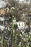 род Asperula