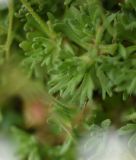 Saxifraga adenophora