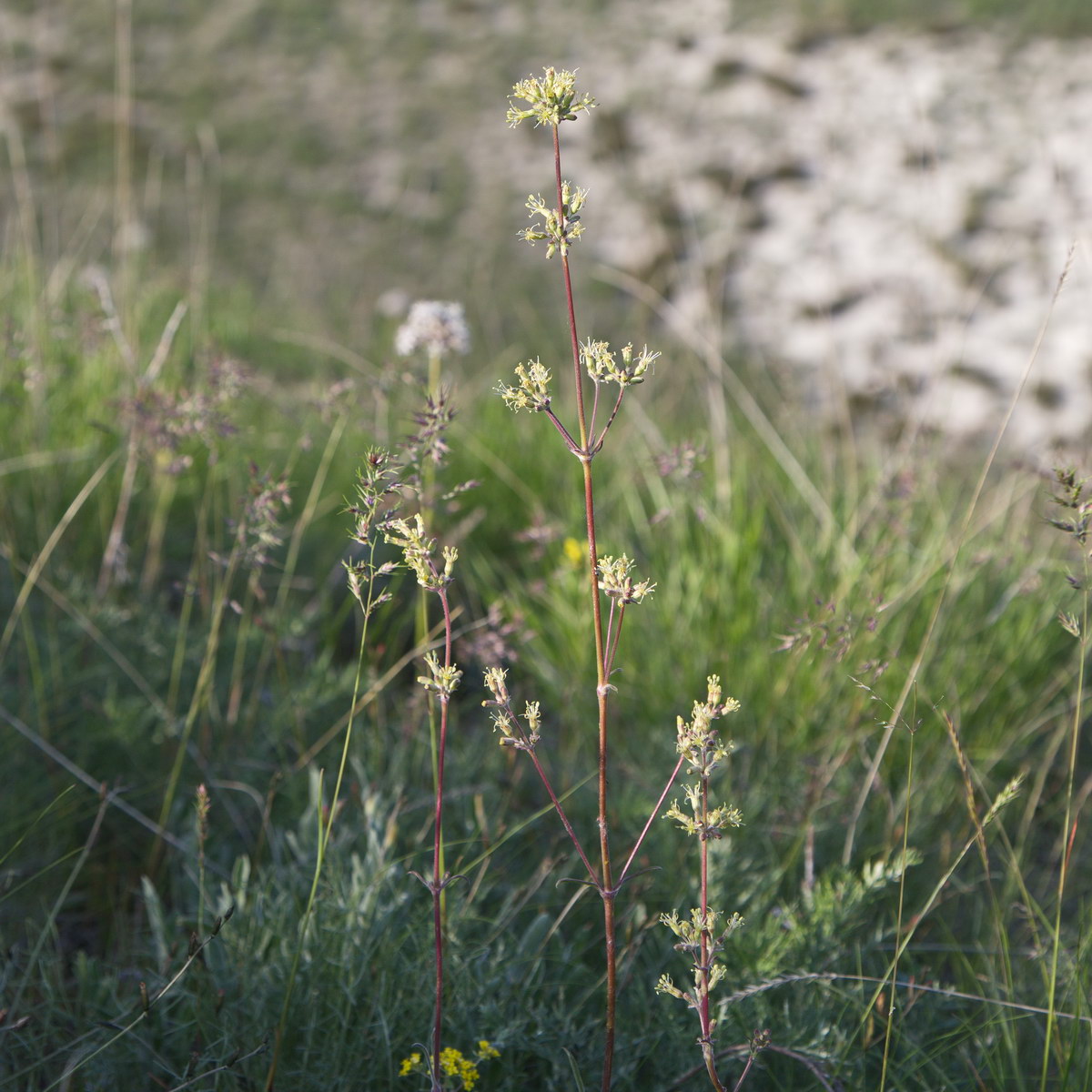 Image of Silene borysthenica specimen.