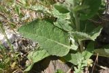 genus Verbascum