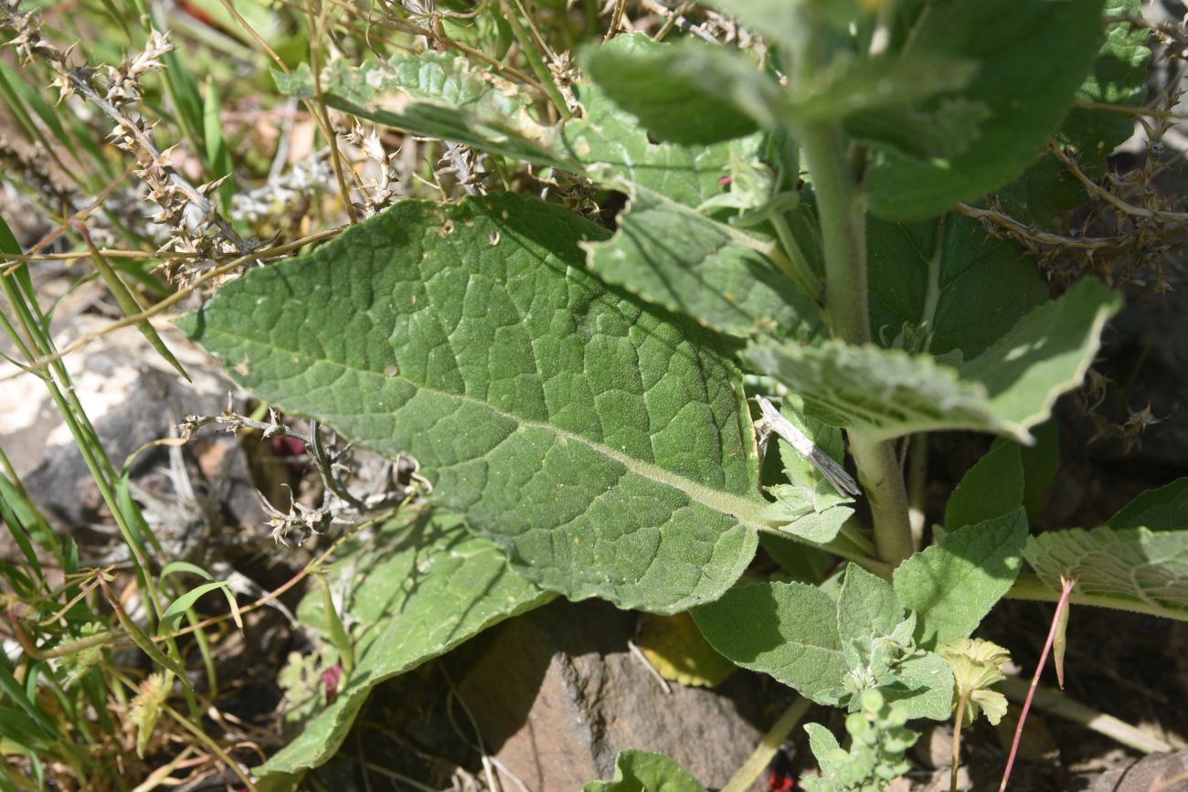 Image of genus Verbascum specimen.