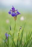 Iris sibirica