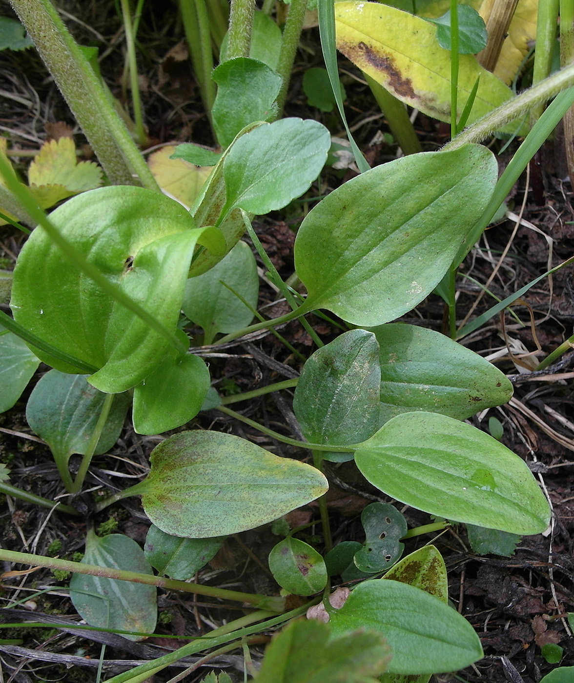 Изображение особи Parnassia laxmannii.