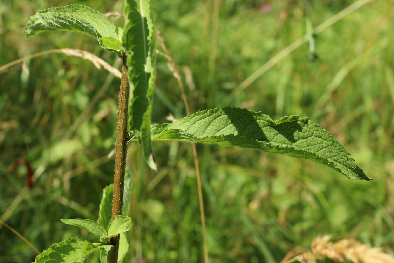 Image of Centaurea phrygia specimen.