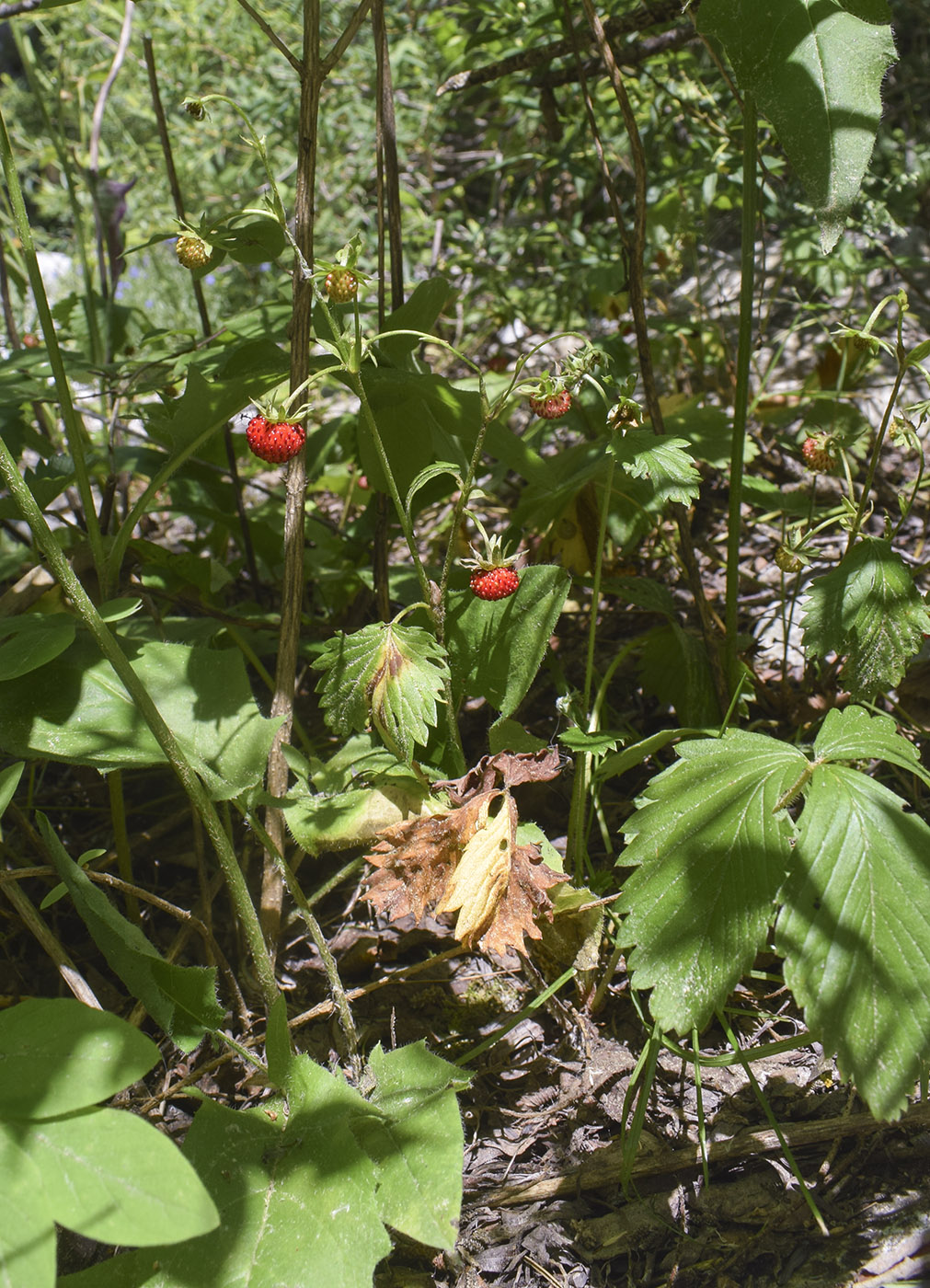 Image of Fragaria vesca specimen.