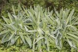 Allium rosenbachianum