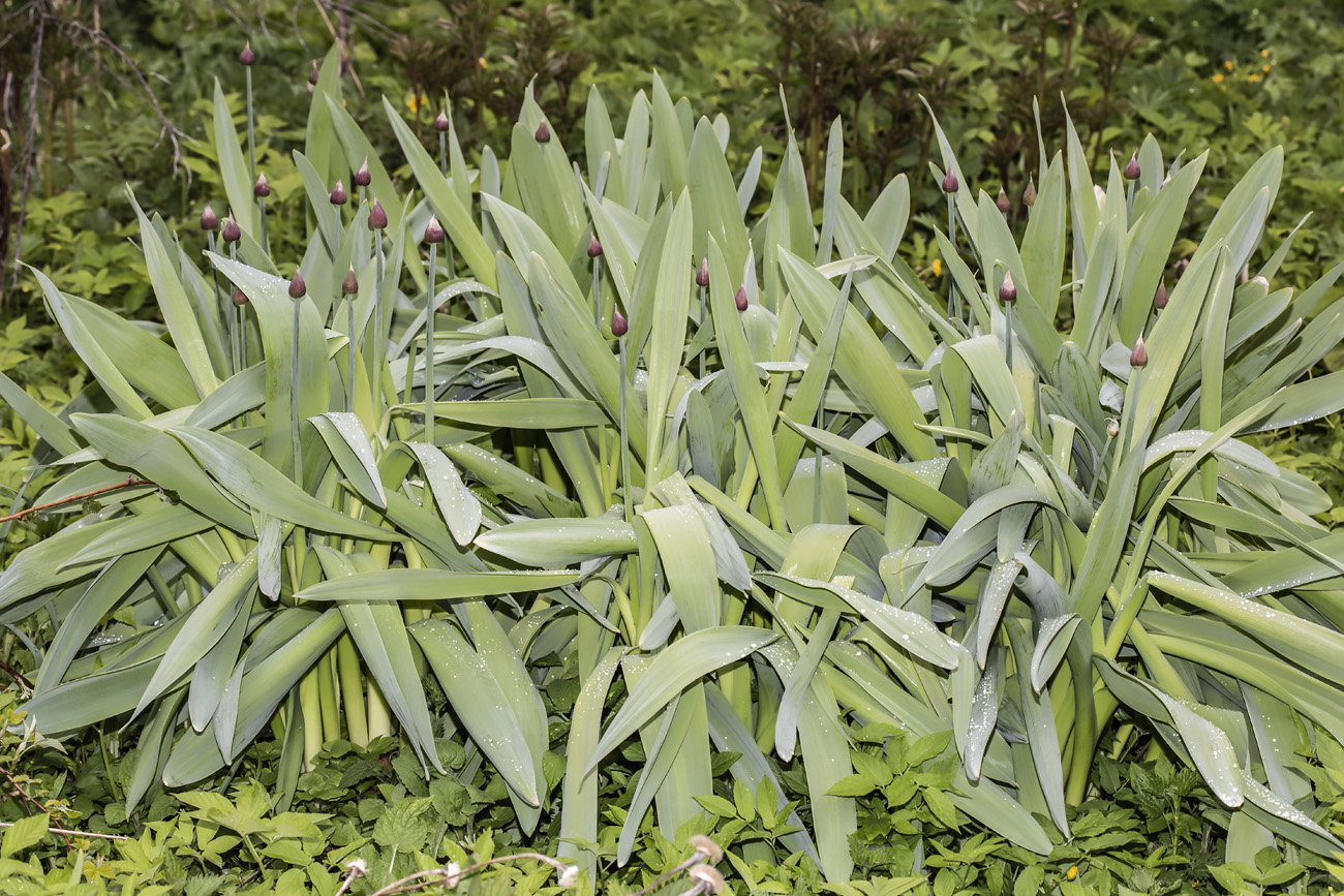 Изображение особи Allium rosenbachianum.