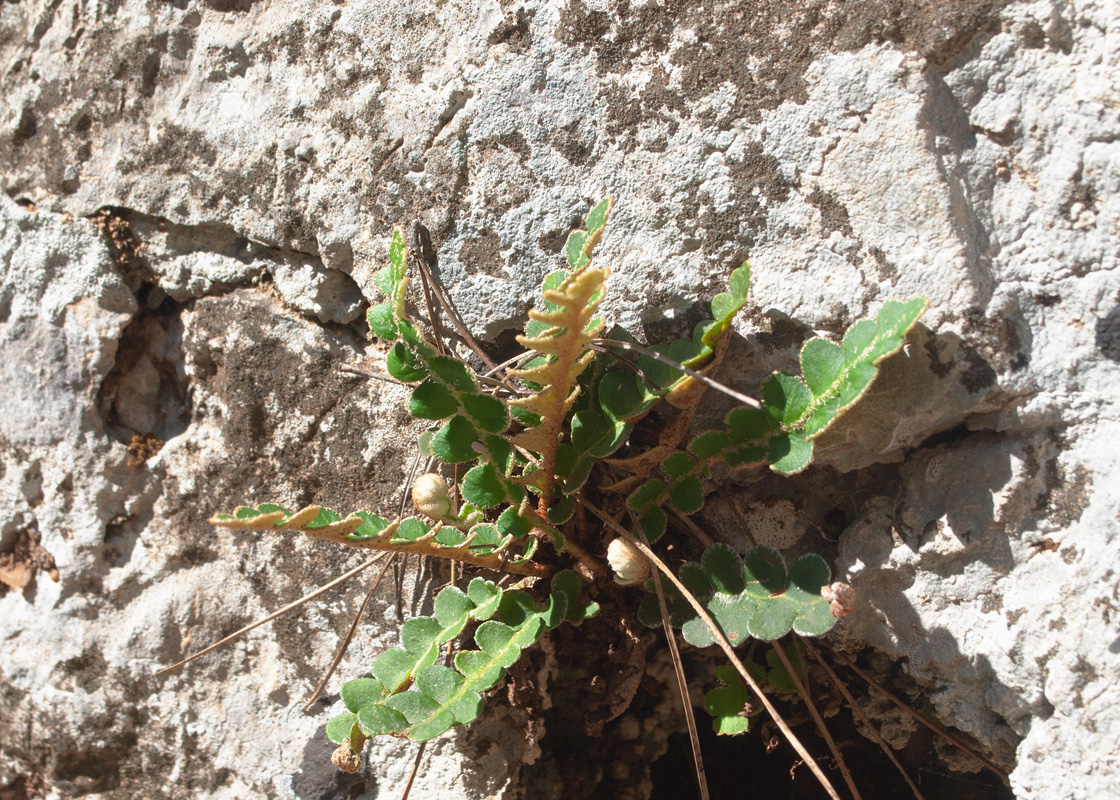 Изображение особи Ceterach officinarum.