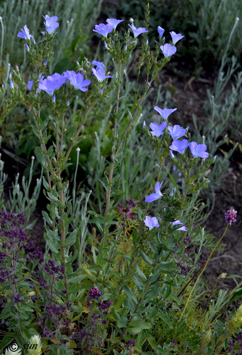 Image of Linum hirsutum specimen.