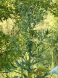 Cirsium vulgare