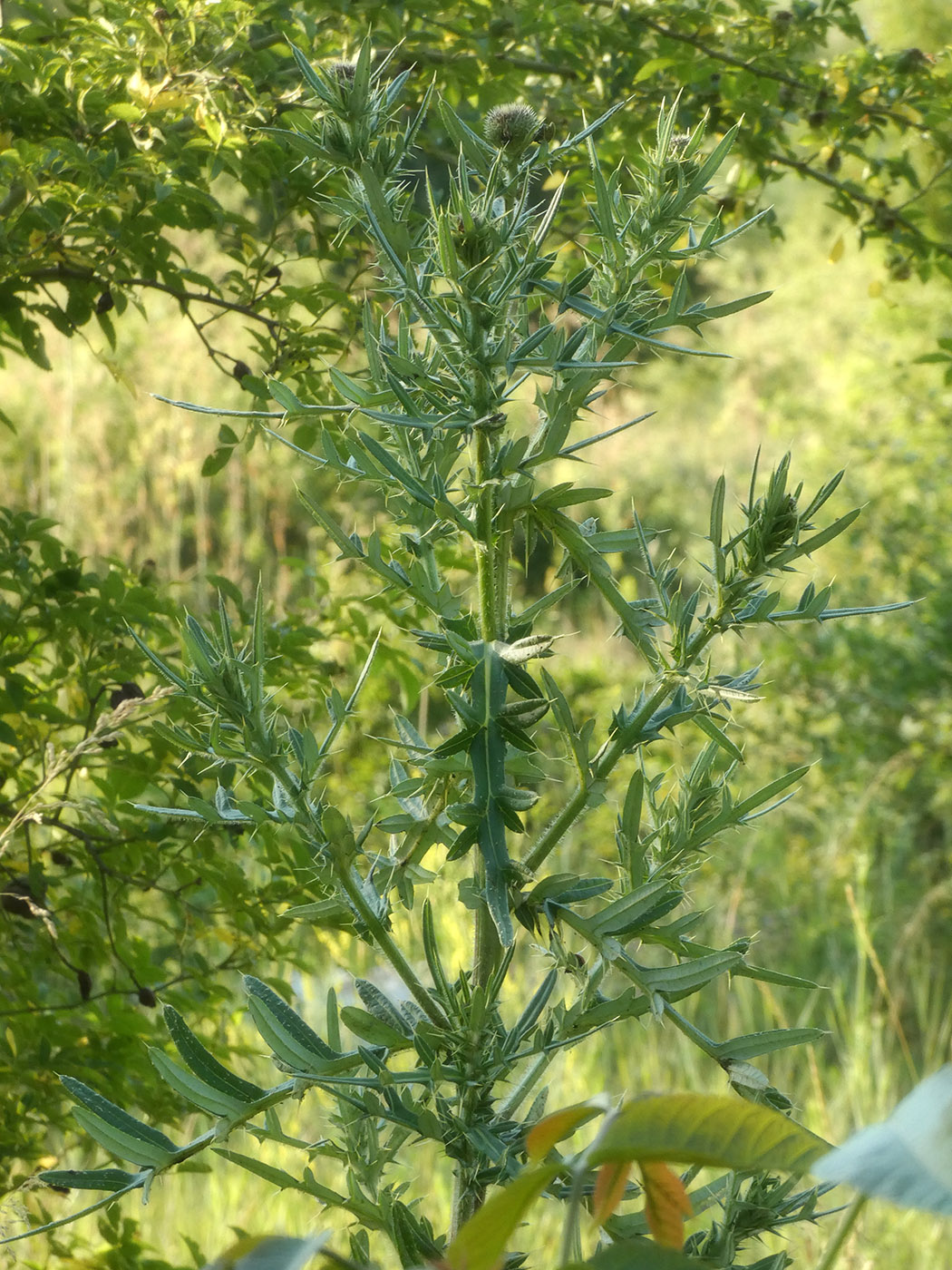 Image of Cirsium vulgare specimen.