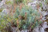 Euphorbia characias