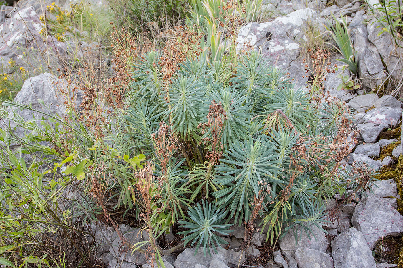 Изображение особи Euphorbia characias.