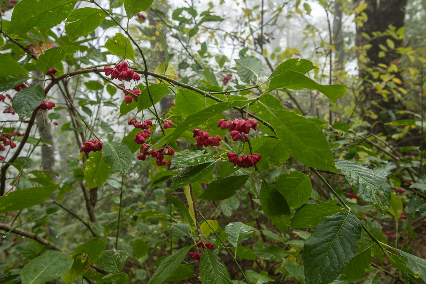 Image of Euonymus europaeus specimen.