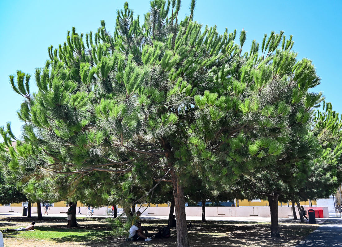 Изображение особи Pinus pinea.