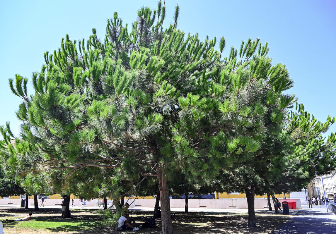 Изображение особи Pinus pinea.