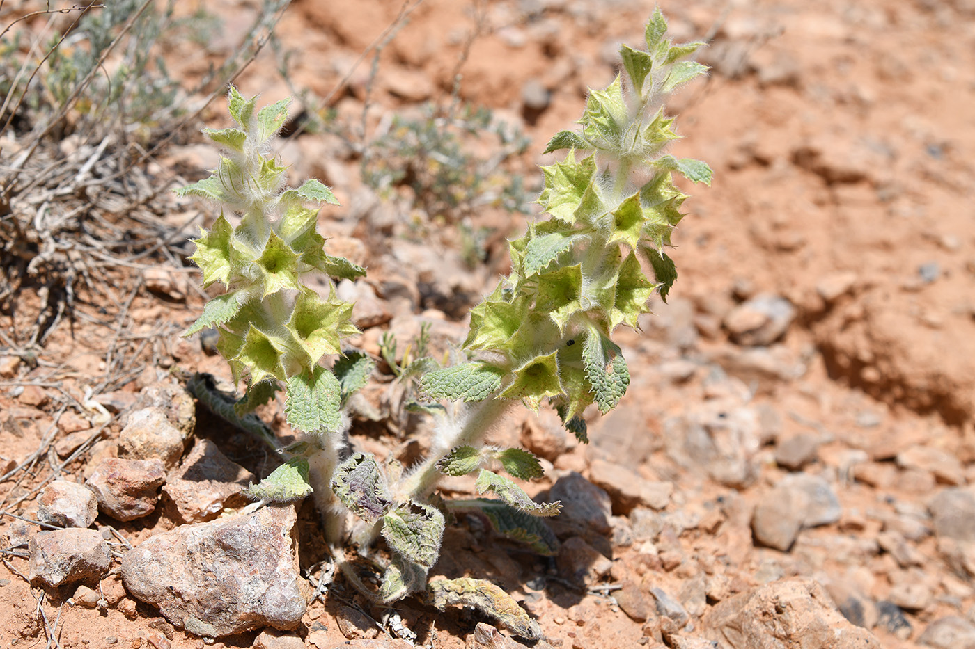 Image of Eremostachys isochila specimen.