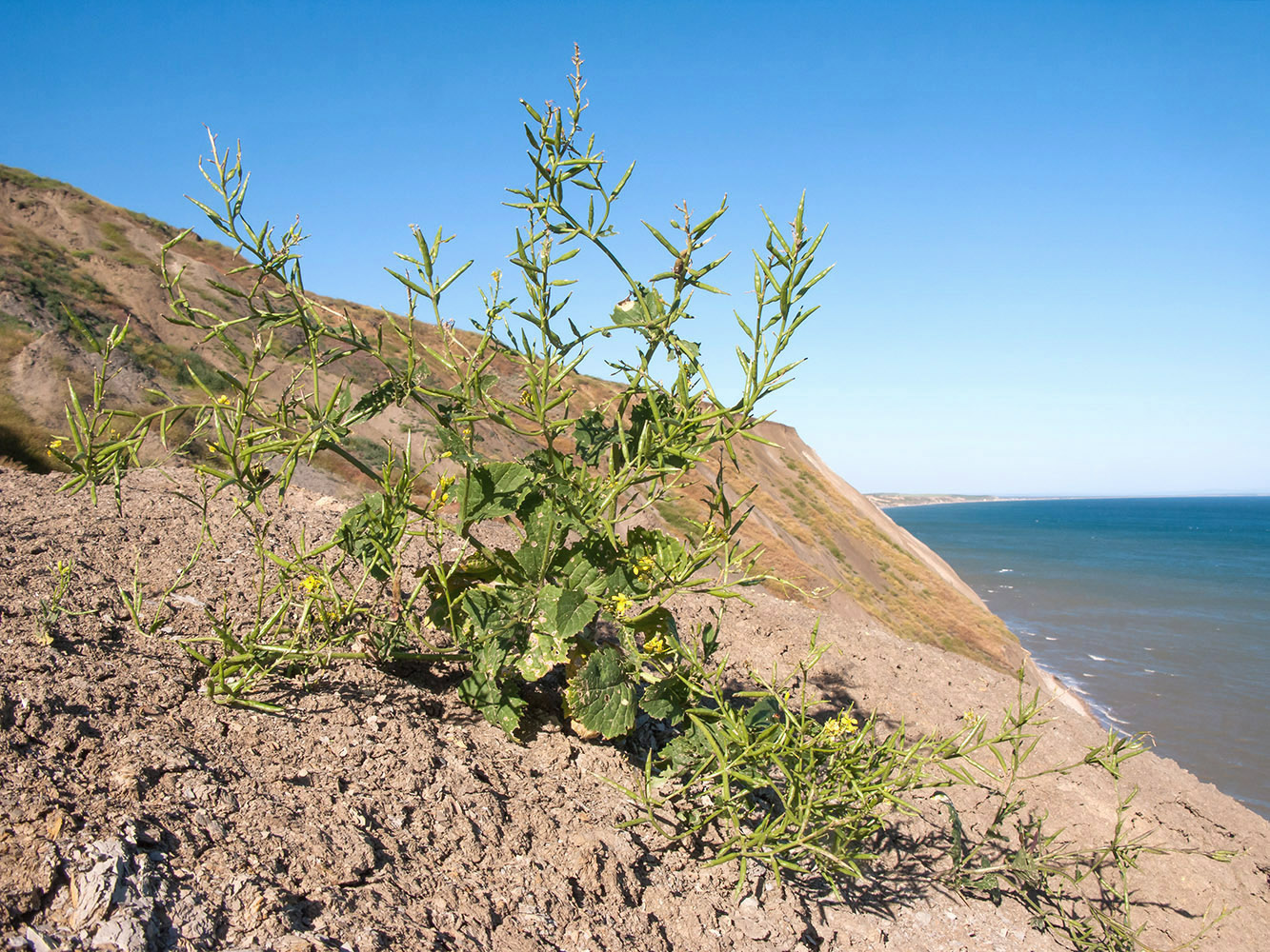 Изображение особи Sinapis arvensis.