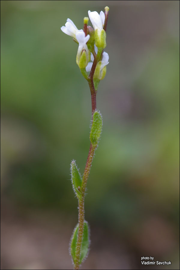 Image of Arabis auriculata specimen.