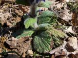 Ajuga orientalis