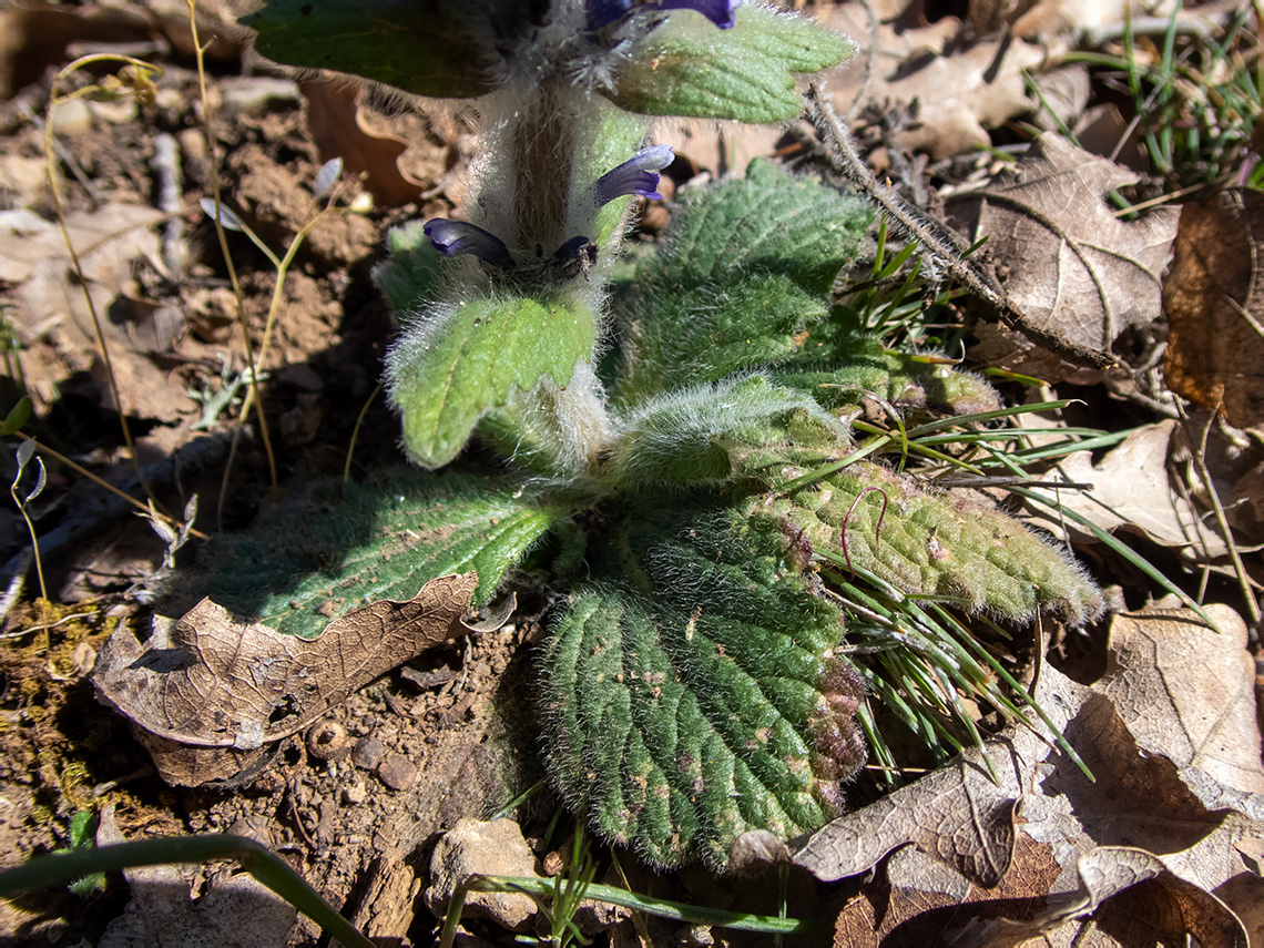 Image of Ajuga orientalis specimen.