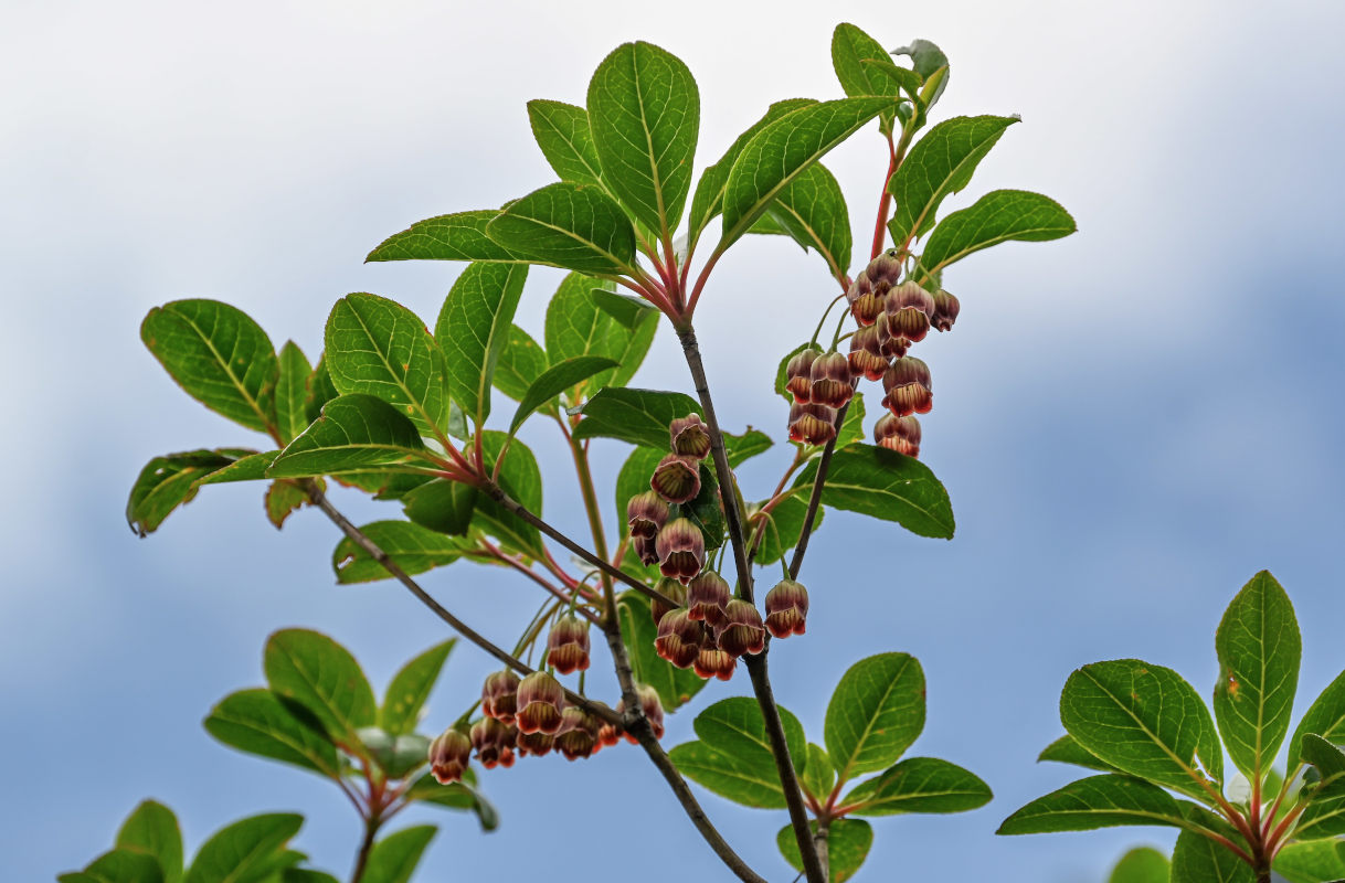 Изображение особи Enkianthus chinensis.